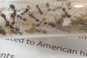 工匠收获蚁的特性 属于节肢动物(擅长收集种子)