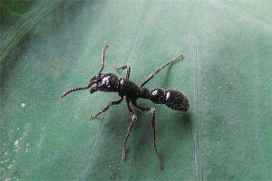丛林间的追猎者横纹齿猛蚁 一种可以饲养的蚂蚁