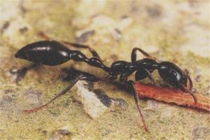 红黑细长蚁是什么蚂蚁 属于蚁科(有一定毒性)
