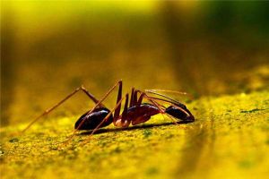 中国特有蚂蚁黄斑弓背蚁 在中国境内广泛分布