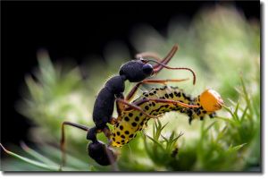 菱结大头蚁是什么蚂蚁 利用嘴部镰刀和尾部蛰针攻击