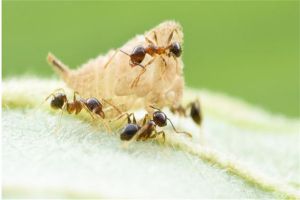 菱结大头蚁是什么蚂蚁 属于节肢动物门比较稀有