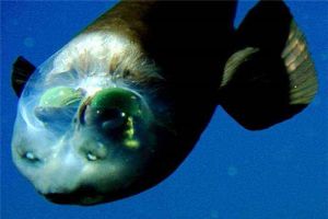 漆黑深海里的怪物桶眼鱼 眼睛竟然是鼻孔（很是独特）