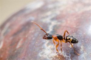 对生长环境要求特别苛刻的蚂蚁 突厥弓背蚁
