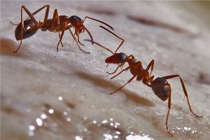 人类寄生虫的主要来源 小家蚁（分布广阔生命力顽强）