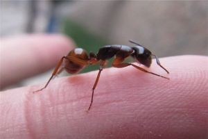 蚂蚁界非常奇葩造型的生物 没有脖子的窄颈弓背蚁