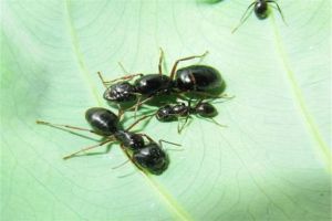 我国刚刚发现的独特蚂蚁品种 中华弓背蚁(用牙齿打架）