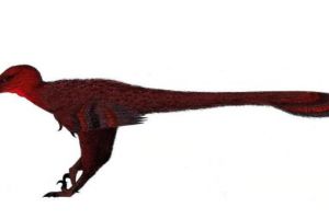 佛舞龙：亚洲小型恐龙（体长不到1米/生活在白垩纪早期）