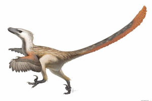 小型兽脚类恐龙：驰龙 全身覆盖羽毛(带有镰刀爪)