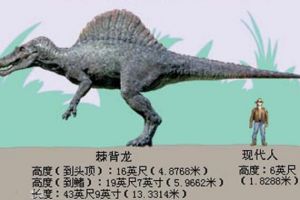 棘椎龙：非洲小型食肉恐龙（长3米/1亿年前的早白垩世）