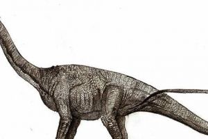 秦岭龙：中国大型食草恐龙（长20米/距今6500万年前）