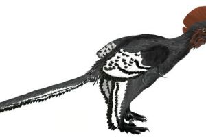 近鸟龙：一种小型四翼恐龙（长0.3米/出土于中国辽宁省）