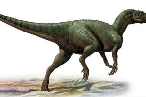 南方猎龙：澳大利亚大型食肉恐龙（长6米/距今1亿年前）