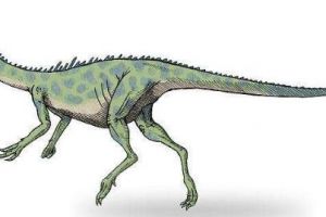 小力加布龙：阿根廷小型食肉恐龙（长0.7米/1.25亿年）