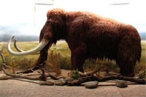 猛犸象：生活在高寒地区冰川世纪（早已灭绝的生物）