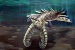 最厉害的捕食者：奇虾 活跃的肉食型动物相当神奇