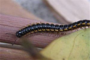 不咬人的虫子山蛩虫 身体很长一共有24节（没眼睛）