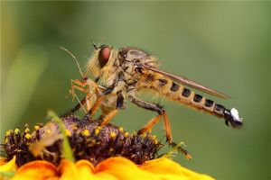 养蜂人最怕遇到的动物食虫虻 种类繁多外形独特很是特别