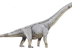 柏利连尼龙：阿根廷超巨型恐龙（长25米/7000万年前）