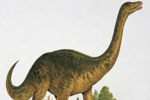 里奥哈龙：阿根廷大型食草恐龙（长11米/2.25亿年前）