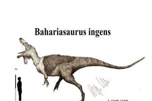 巴哈利亚龙：体型巨大的食肉性恐龙（化石不是很完整）
