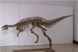 巴克龙：蒙古高原特别的鸭嘴龙一类恐龙（头骨很短）