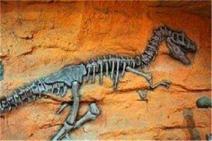 柏柏尔龙：目前已知相当古老的恐龙（摩洛哥的山脉中）