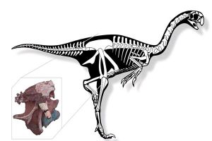 斑比盗龙：七千万年前出现的恐龙,属于偷蛋龙科