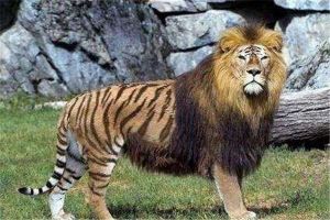 豹狮兽：雄豹与雌狮杂交出来的品种（已经灭绝）