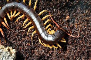 北美巨人蜈蚣：生活在墨西哥的大型蜈蚣（身长20cm）