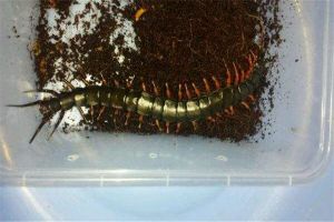 海南间脚蜈蚣：一种相当美丽的蜈蚣类型