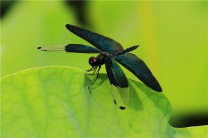 黑蜻蜓：一种颜值很高的蜻蜓（成为很多人最爱）