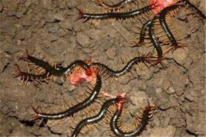 红头蜈蚣：一种长相丑陋的动物,还带有一定毒性