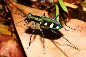 虎甲虫：细长的一种昆虫（个头属于昆虫中等大小）