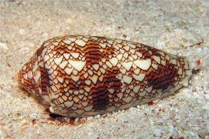 鸡心螺：一种具有毒性的生物（软体动物中海洋杀手）
