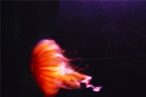鲛水母：一种深海巨型水母（发现于2003年蒙特利湾）