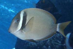 白颊刺尾鱼：世界上最萌的鱼（眼睛大大的呆萌可爱）