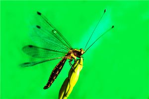 蝶角蛉：一种酷似蜻蜓但不是的生物（动作敏捷）