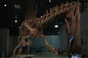顶棘龙：异特龙科目下的一种恐龙（主要生活在白垩纪）