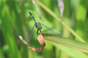 杜松蜻蜓：是一种比较常见的蜻蜓（飞行速度很快）