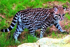 北美猎豹：属于一种已经灭绝的猫科动物（很多地方生存）