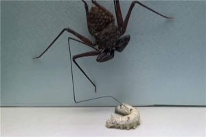 鞭蛛是一种什么生物？处于蜘蛛和蝎子之间的品种