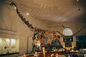 道罗齿龙：欧洲地区的大型食草恐龙