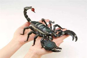 帝王蝎：一种毒性很大的大型蝎子（特殊的生物）