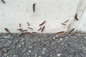 多足幼虫：一种模仿蜈蚣形态的昆虫（长相很奇怪）