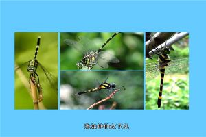 鬼蜻蜓：一种特殊的蜻蜓种类（全身都是纯黑色）