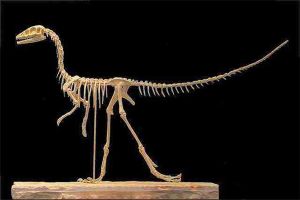 近颌龙：偷蛋龙演化定义而来的肉食者（一种小型恐龙）