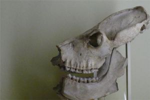 巨狐猴：鼬狐猴的近亲（500年前已经灭绝的生物）