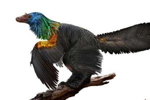 巨嵴彩虹龙：和鸟类亲缘关系很近的恐龙（脊索动物）