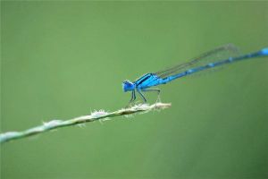 蓝蜻蛉：是一种相当美丽迷人的蜻蛉（呈现完全的蓝色）
